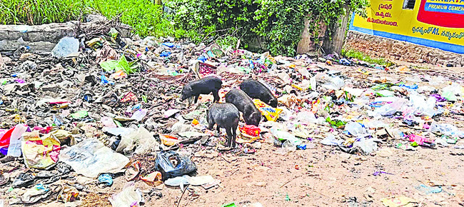 Pigs at the garbage dump in Vasavinagar, Jogipet1