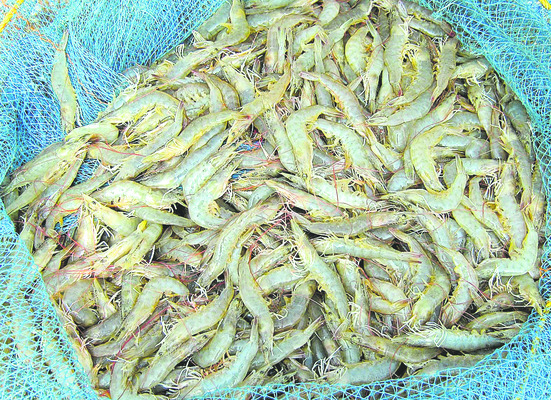 Vanami shrimp caught at a young age1