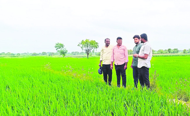 బ్యాక్టీరియా బారిన వరి1