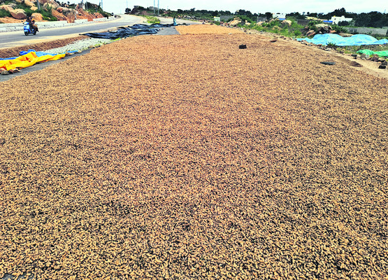 Peanuts ready for sale at Puttaparthi1