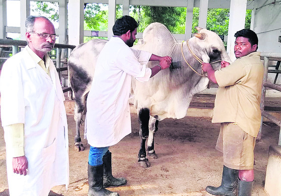రంకేసిన ఒంగోలు గిత్త!1