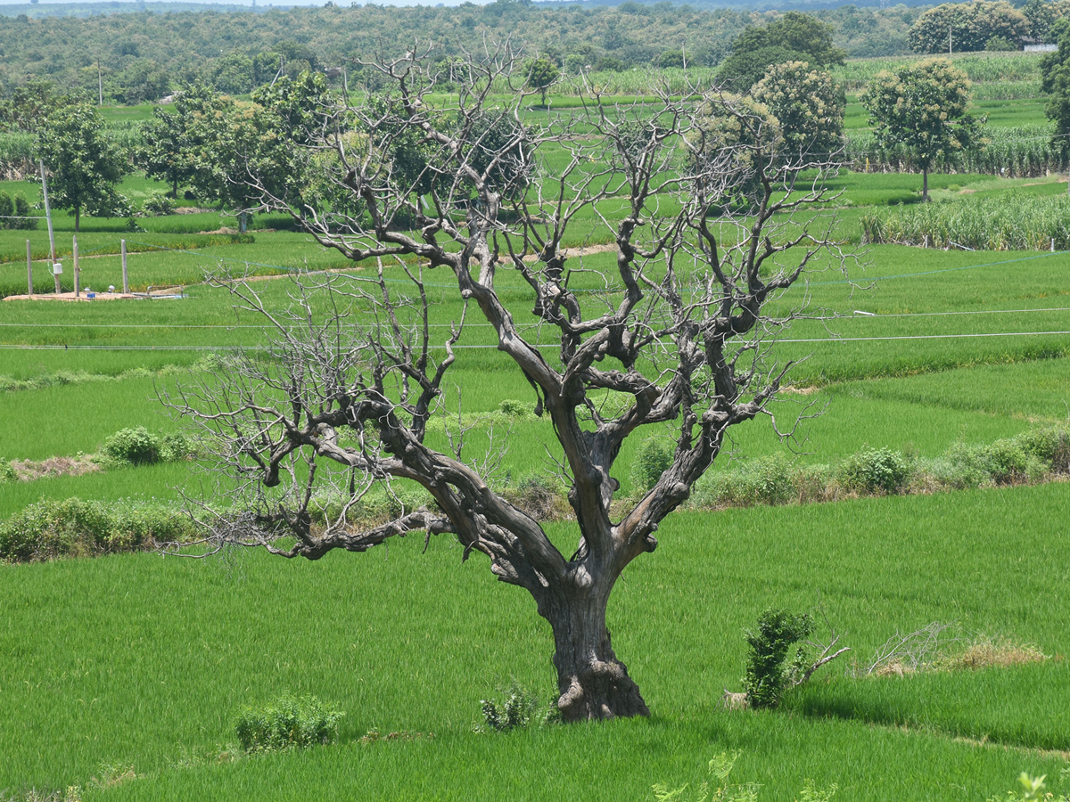 Best Photos of The Week in AP and Telangana Photo Gallery19