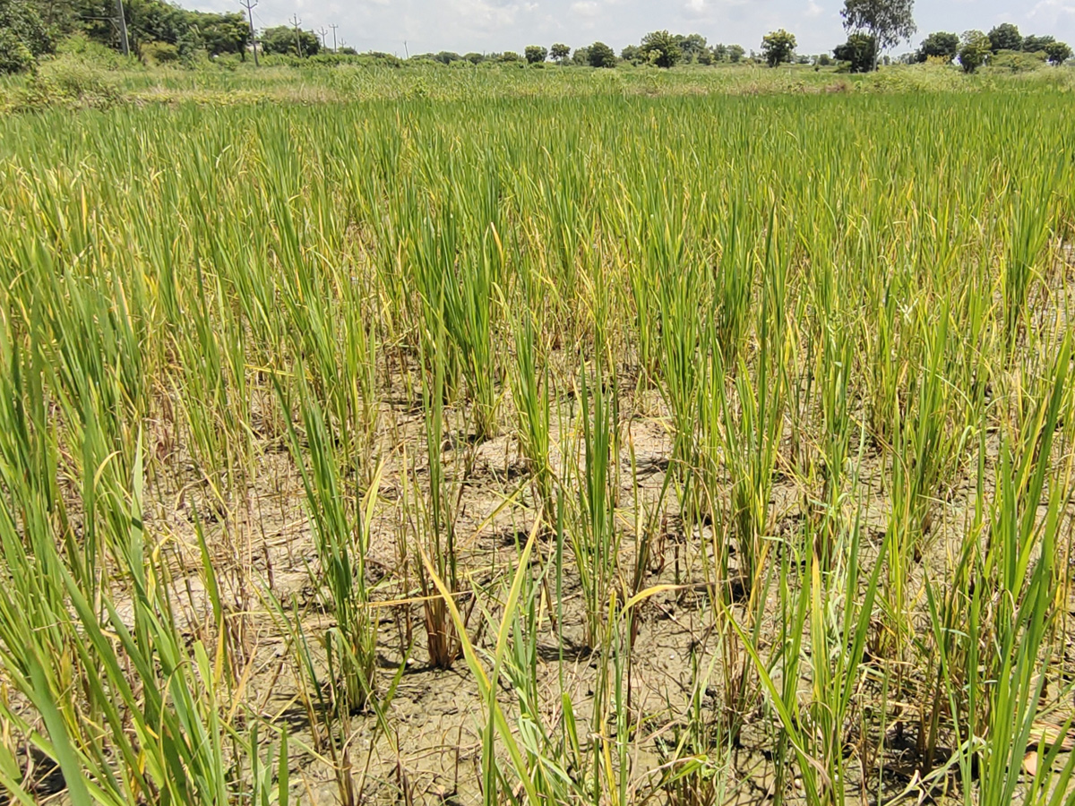 Best Photos of The Week in AP and Telangana Photo Gallery27