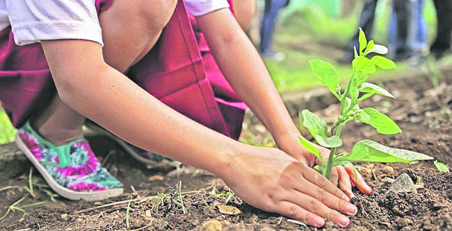 నేడు ‘ఏక్‌ పేడ్‌ మాకే నామ్‌’ కార్యక్రమం 1