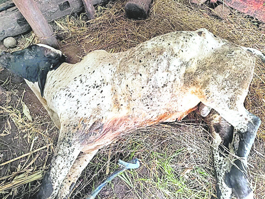 నారాయణపూర్లో తాగునీటి ఎద్డడి 1