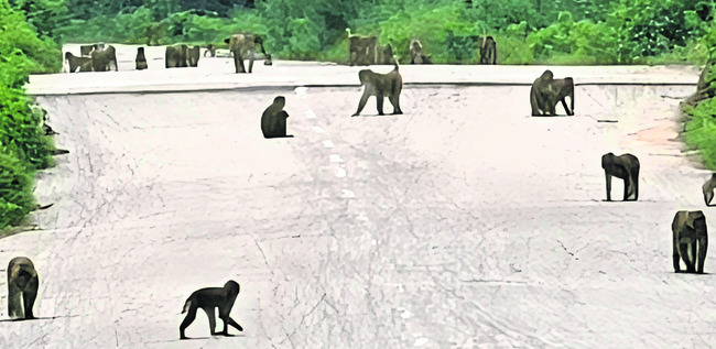 వానర మూక స్వైర విహారం1