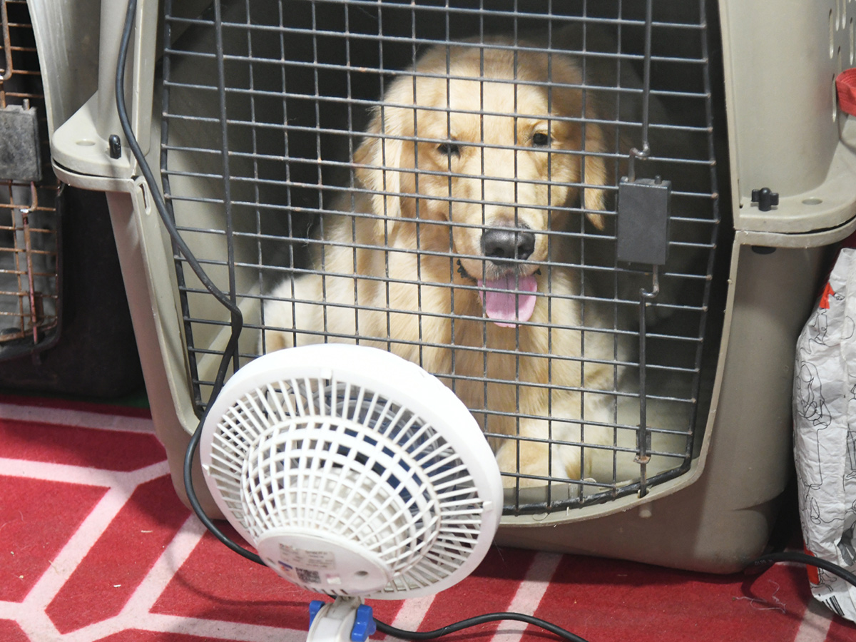 National Dog Show in Visakhapatnam12