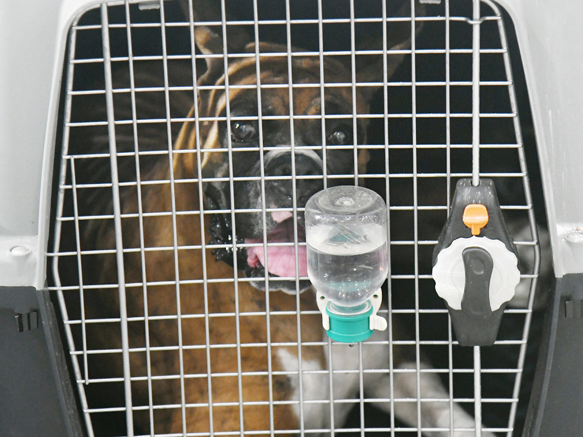 National Dog Show in Visakhapatnam13