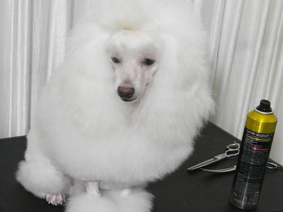 National Dog Show in Visakhapatnam7