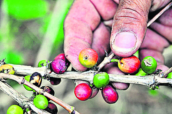 కాఫీ విలవిల2