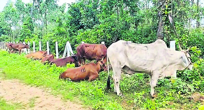 ● పశువుల కంటైనర్‌ బోల్తా1