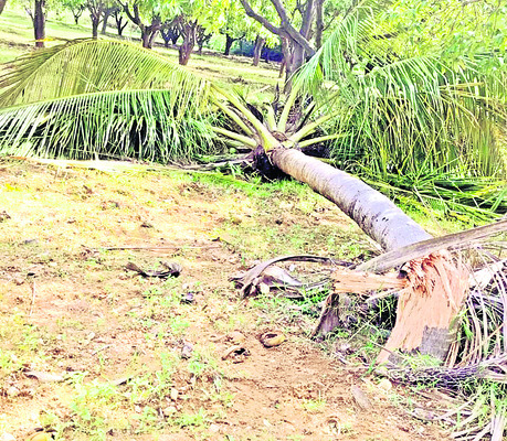 ఆగని ఏనుగుల దాడులు
1