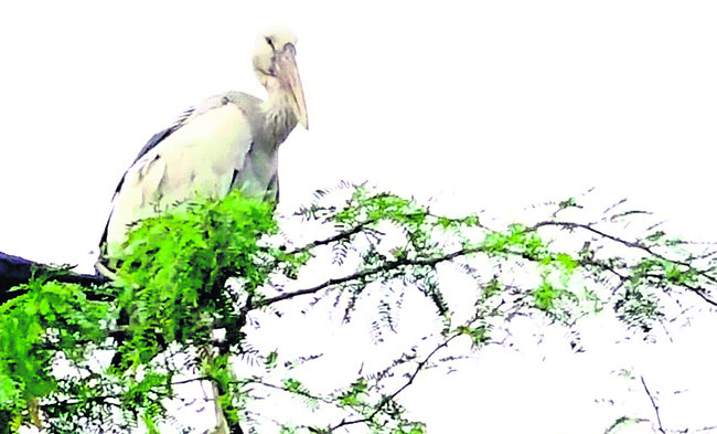 ఆపదలో ఆడపడుచులు!1