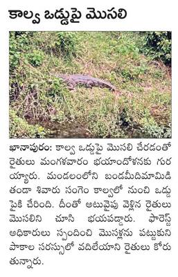 నాగేంద్రస్వామికి పూజలు1
