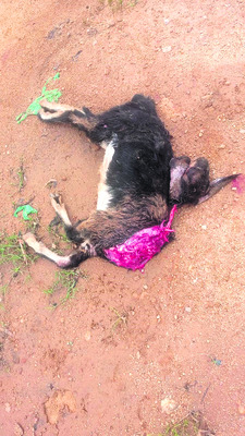 క్రైం కార్నర్‌1