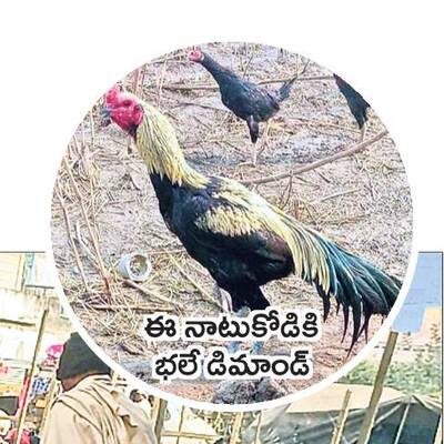 నాటుకోడికి డిమాండ్‌1