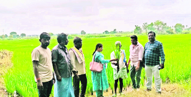 నాణ్యమైన విత్తనంతోనే అధిక దిగుబడులు 
1