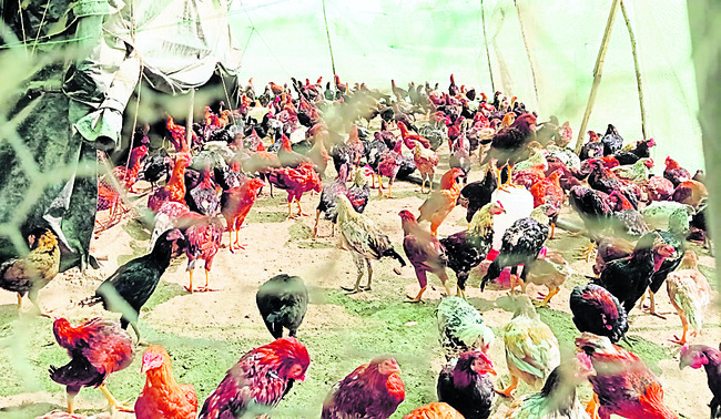 పెరటి కోళ్ల పెంపకంతో ఆర్థికాభివృద్ధి1