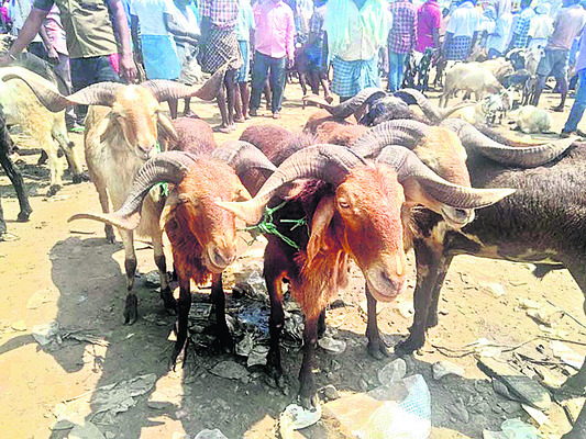 తిమిరాం వారపు సంతకు దసరా శోభ 1