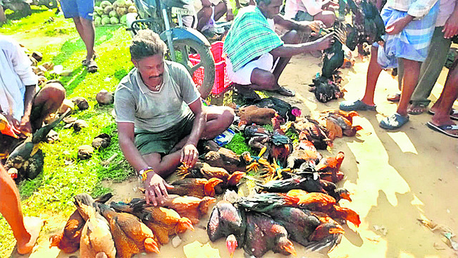 తిమిరాం వారపు సంతకు దసరా శోభ 2