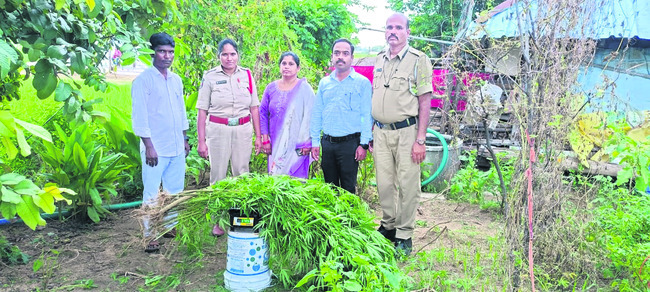 స్కూల్‌తండాలో  గంజాయి మొక్కలు సీజ్‌  
1