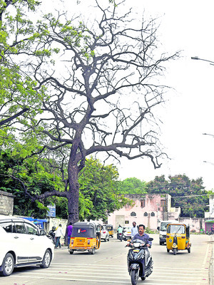 మాను ఎండింది 1