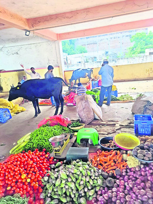 వేధిస్తున్న వీధి పశువుల బెడద1