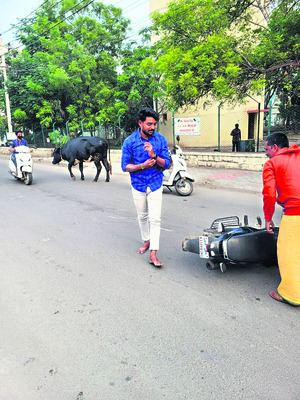 వేధిస్తున్న వీధి పశువుల బెడద2
