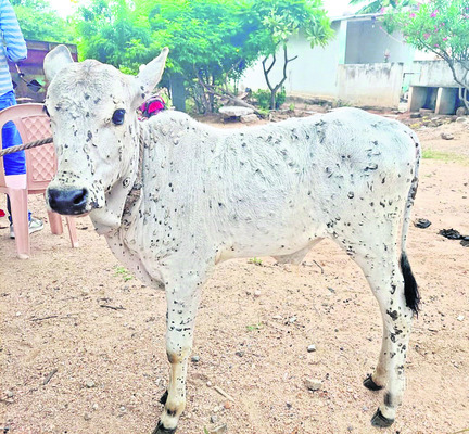 ‘లంపీస్కిన్’ కలకలం..! 1