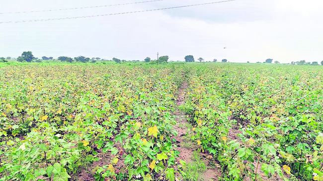 తెల్ల బంగారందిగుబడి పెరిగేనా1