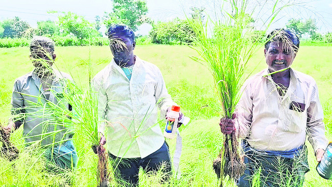 కలుపు మందుల్లోనూ కల్తీ ?1