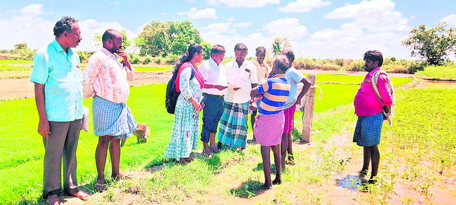 మొలకెత్తని ఎంటీయూ–1271 
2