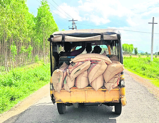 మొలకెత్తని ఎంటీయూ–1271 
4