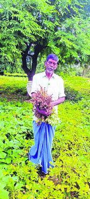 వేరు‘శని’గ1
