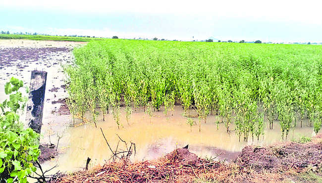 అతివృష్టితో అపర నష్టం!1