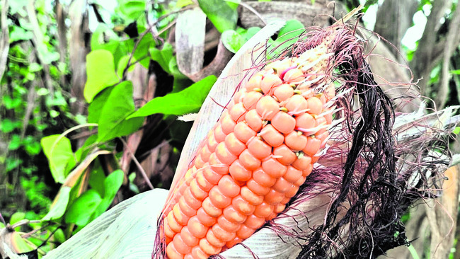 పంట తడిచి.. నష్టం మొలకెత్తి! 1