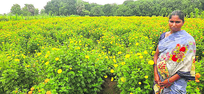 రెండెకరాల్లో సాగు చేశా..
1