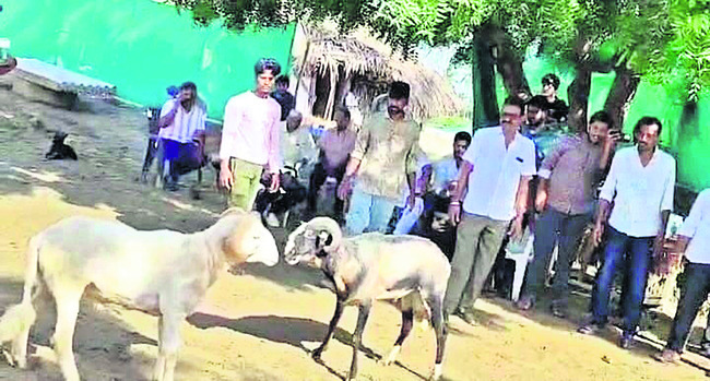 కై కలూరు.. పొట్టేళ్ల పందేల జోరు 1