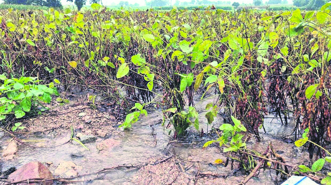 తెరిపినివ్వని వాన.. అన్నదాత హైరానా 1