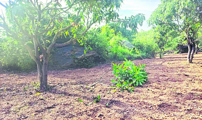 గుండె, నరాల వ్యాధులకు చికిత్స 
1