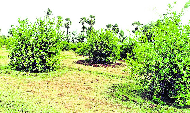  ఇతర రాష్ట్రాల్లో పెరుగుతున్న సాగు 1