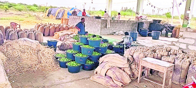  ఇతర రాష్ట్రాల్లో పెరుగుతున్న సాగు 2