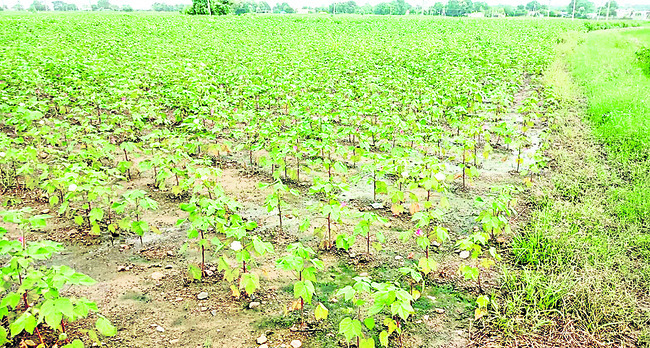 పత్తి కొనుగోళ్లకు సన్నద్ధం 1