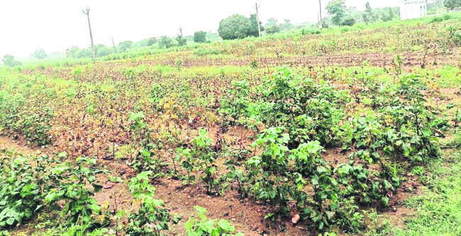 ఎడతెరిపి లేకుండా.. 1