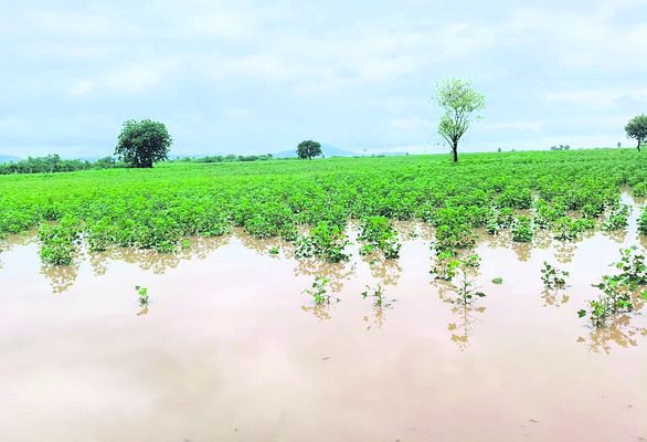 జోరు వాన.. పారిన వరద 2