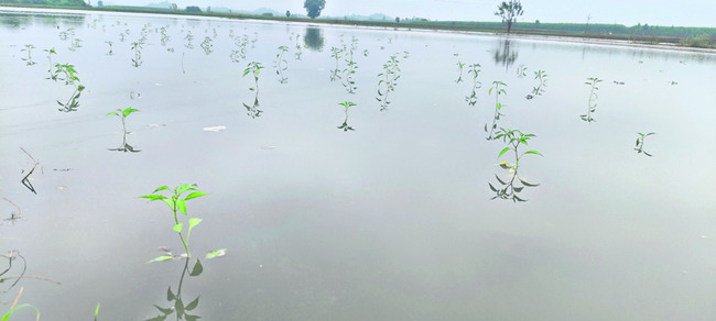 గోదారమ్మ ఉరకలు4