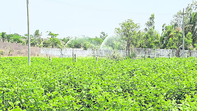 ‘పట్టు’ సాధించారు1