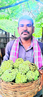 చెట్లు తగ్గి ధరలు పెరిగాయి..2