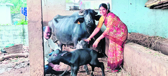 ఒకే ఈతలో  రెండు దూడలు జననం
1