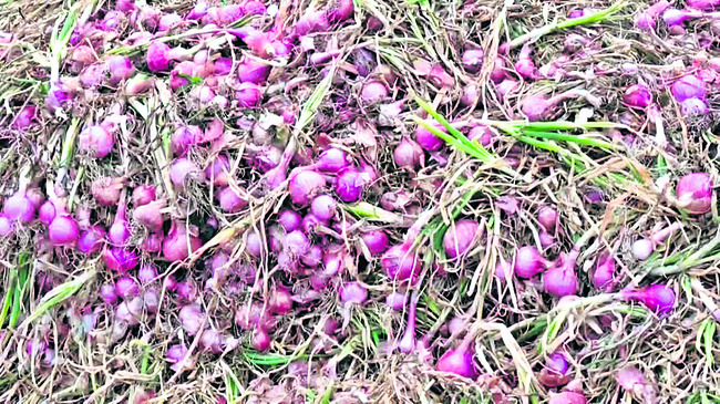 ఉల్లి ధరలు ఢమాల్‌ 1